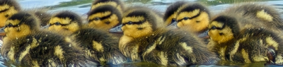 Fluffy Ducks